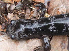 Marbled Salamander